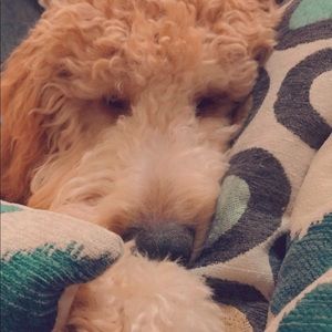 Meet your Posher, Ava